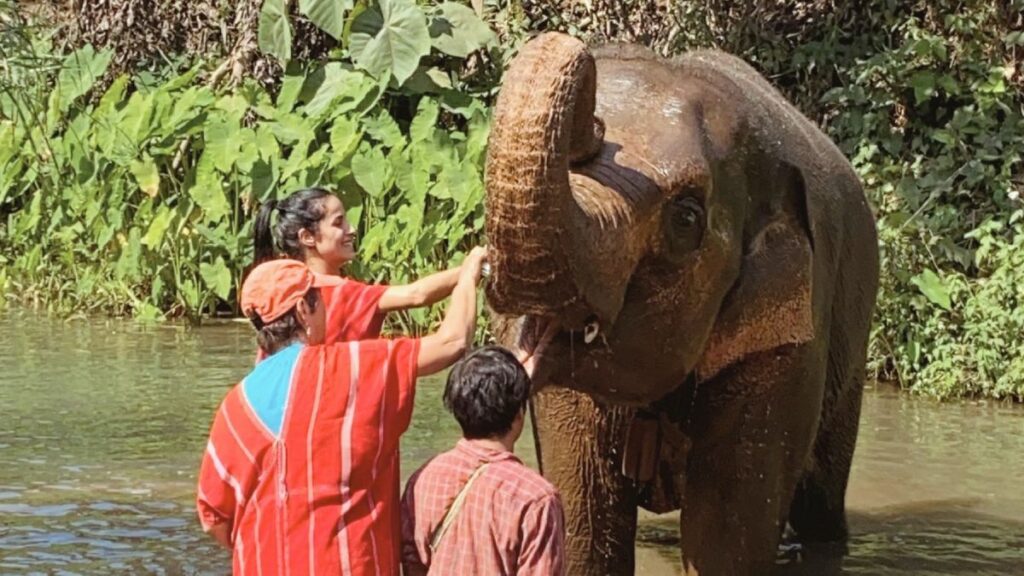 cosa-vedere-a-chiang-mai-santuario-elefanti